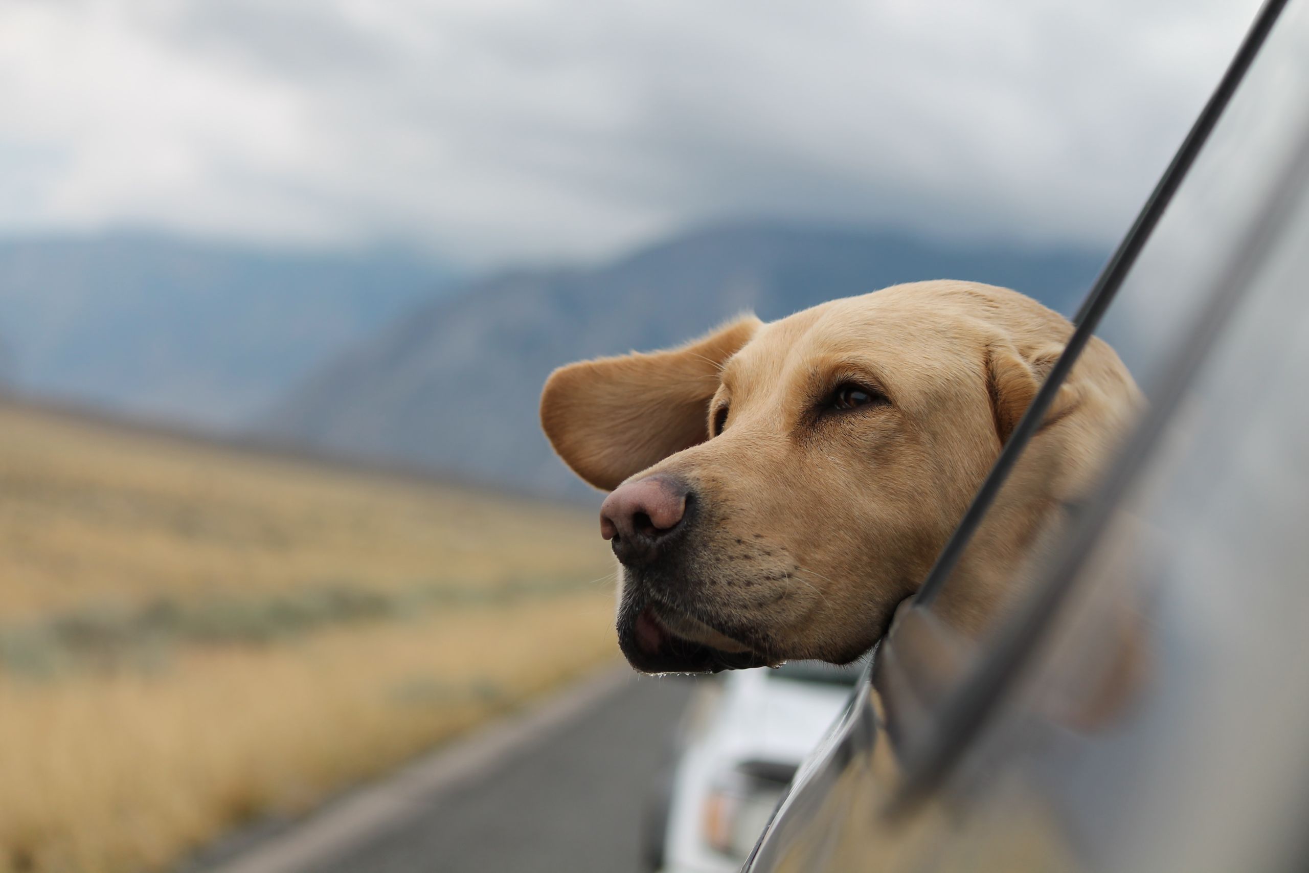 Fotelik dla psa – jak zadbać o bezpieczeństwo swojego pupila w samochodzie?