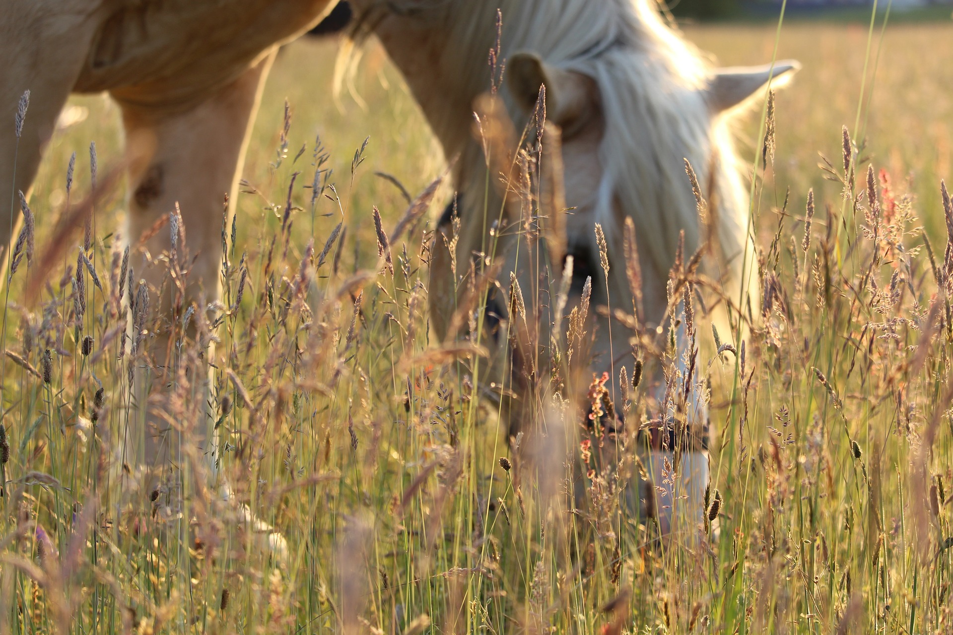 Pasze dla koni: Klucz do zdrowego i dobrze zbilansowanego żywienia